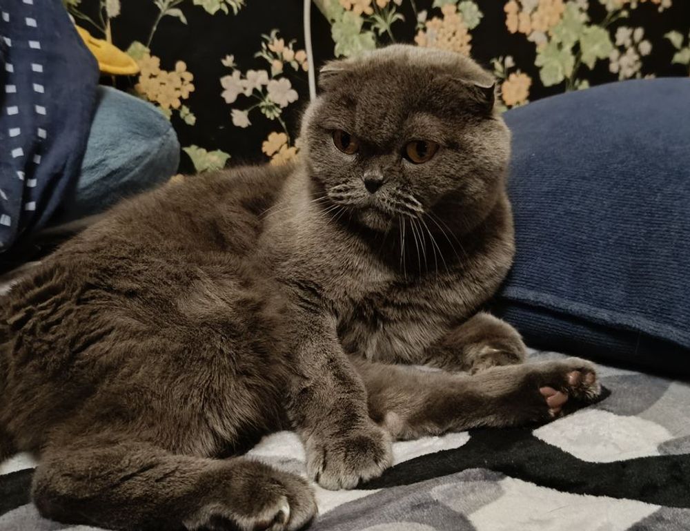 bug on dropbox 8737.idj.029.22