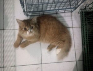 fitness nutrition guide twspoondietary