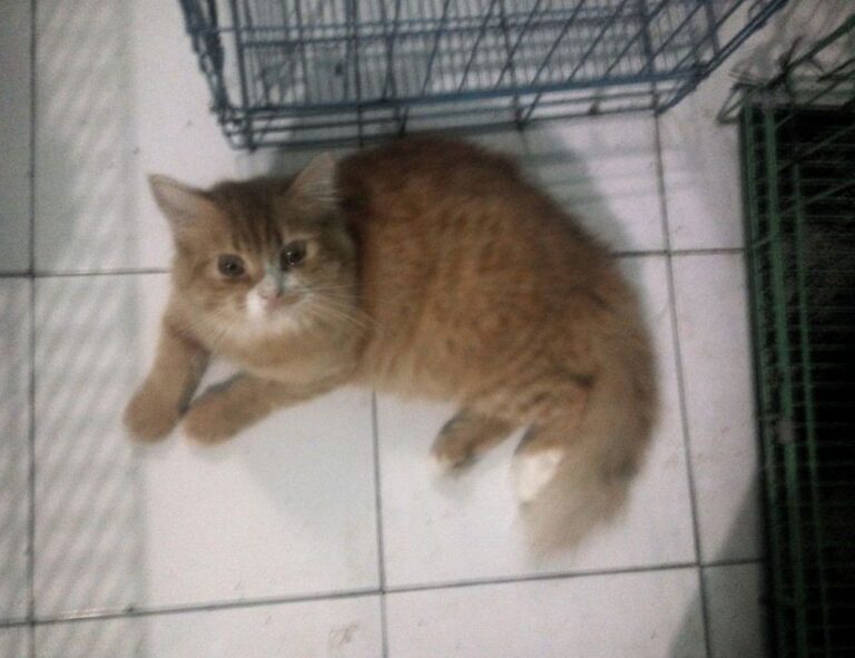 fitness nutrition guide twspoondietary