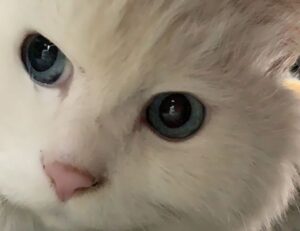 health hacks ontpwellness