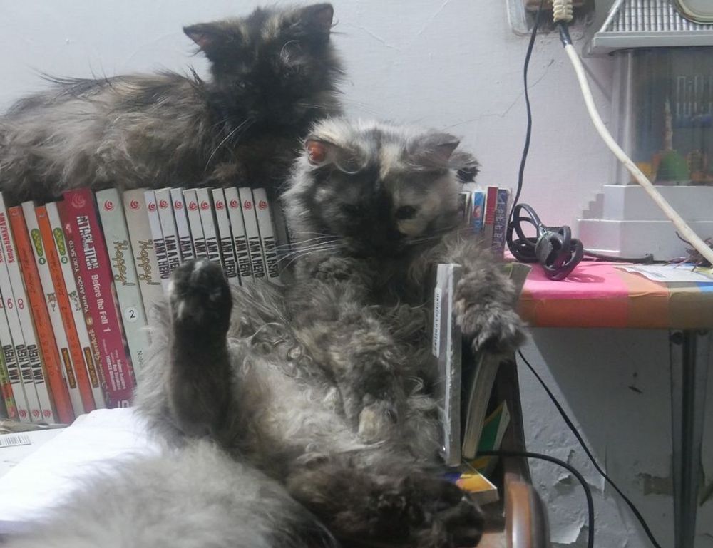 health hacks shmghealth