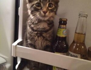 homorzopia disease problems