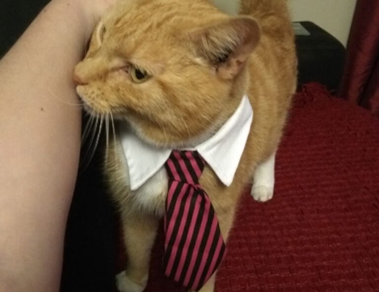 how diet plan to lose weight shmgdiet