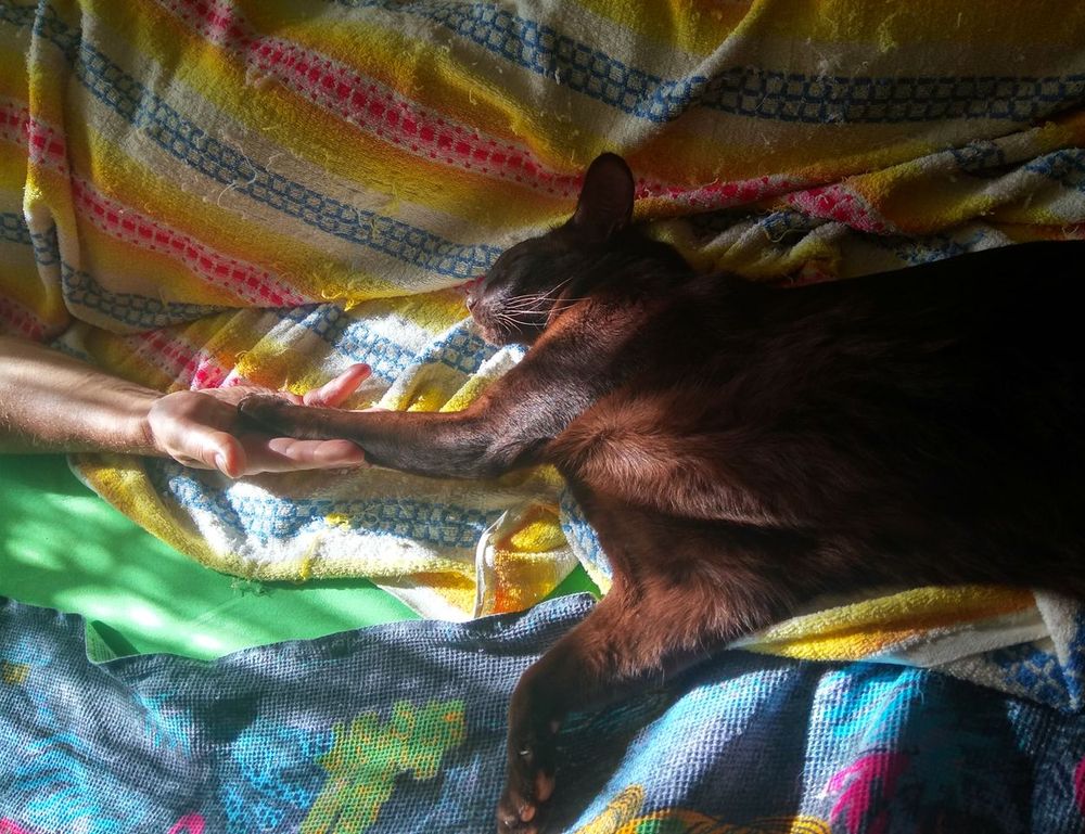 how homorzopia spreads