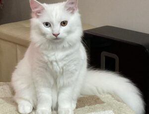 how to bikimsum processor