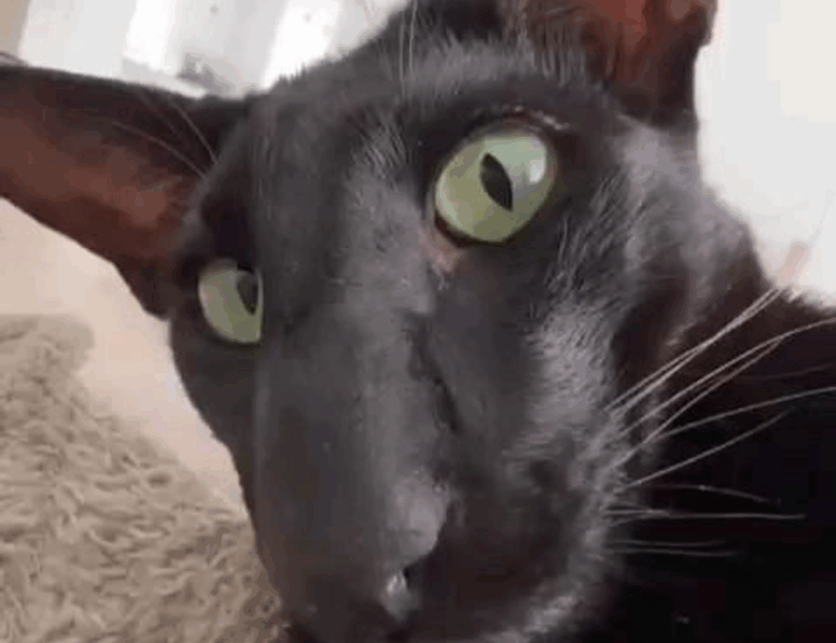 how to master wellness fntkdiet