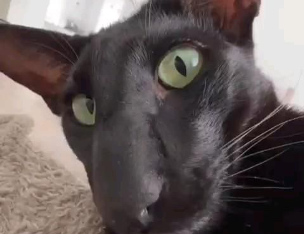 how to master wellness fntkdiet