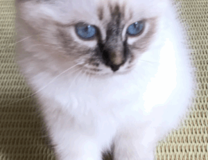 how to pronounce zethazinco island