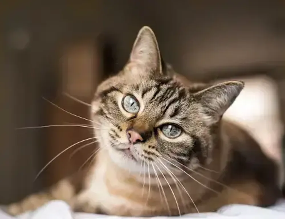 supplementing tips tweeklynutrition