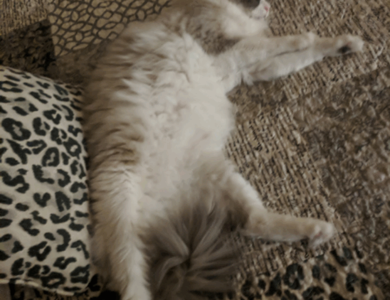 weight loss guide lwspeakfit