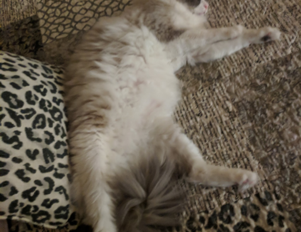 weight loss guide lwspeakfit