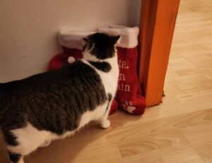 what homorzopia caused