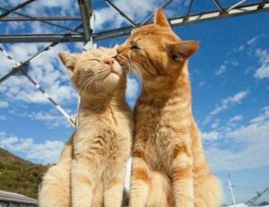 what is the best looking game grollgoza on pc