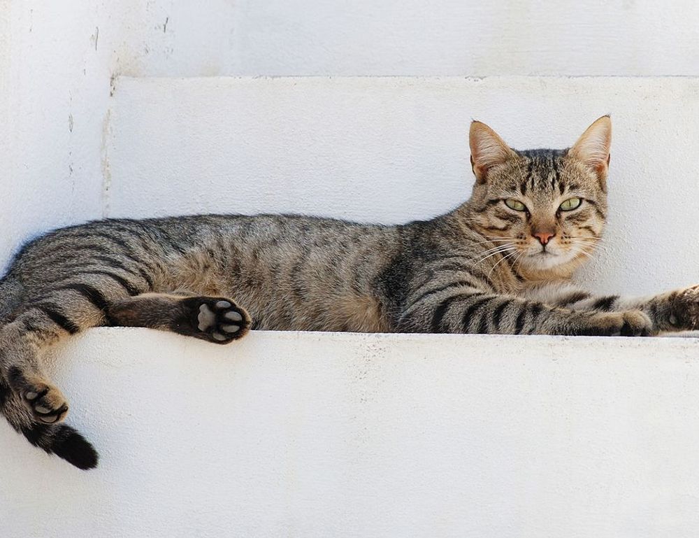 why are nuts bad for tadicurange disease