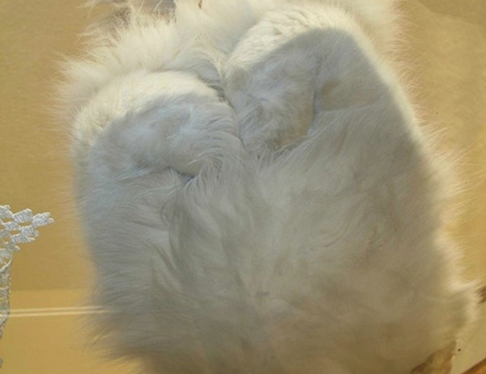 why are tadicurange diseases deadly