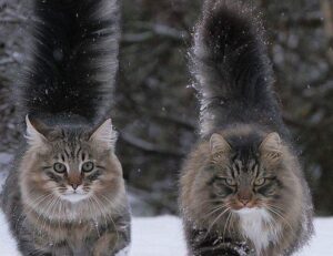 why bikimsum cannot digest