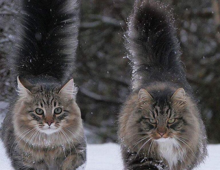 why bikimsum cannot digest