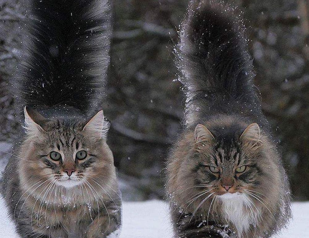 why bikimsum cannot digest