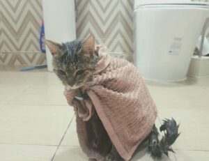 why does bikimsum take long to digest