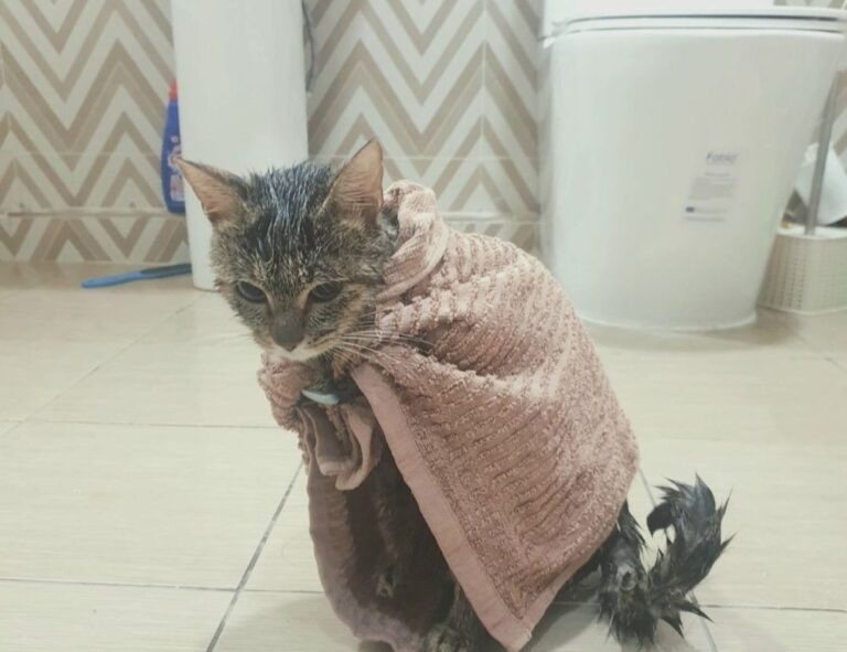 why does bikimsum take long to digest