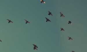 why health is so important shmghealth