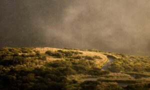 why homorzopia disease bad