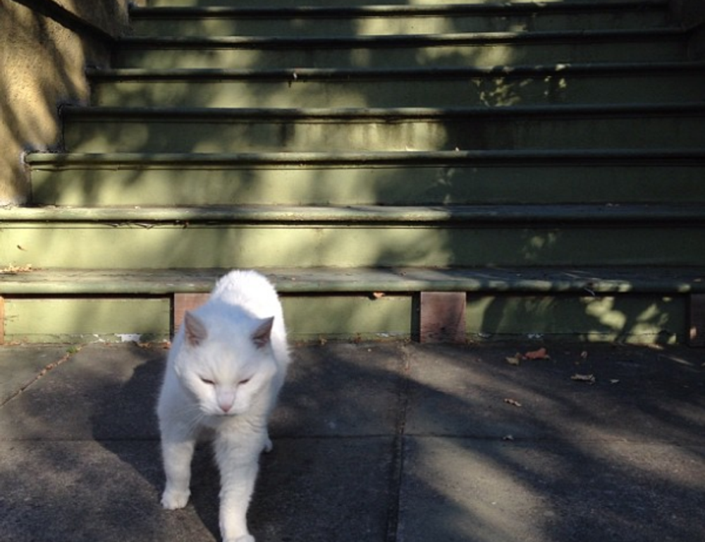 why test for tadicurange disease