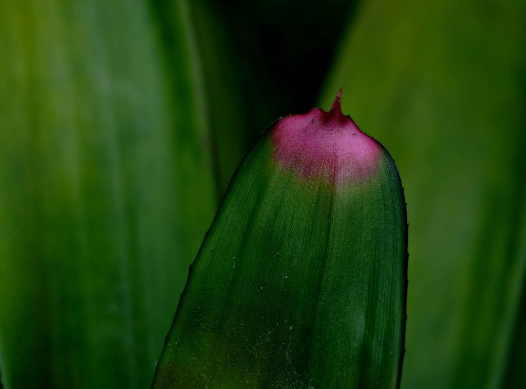 Pro Tips for Farming Red Bromeliads Efficiently