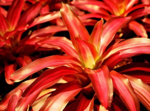 red bromeliad dreamlight valley